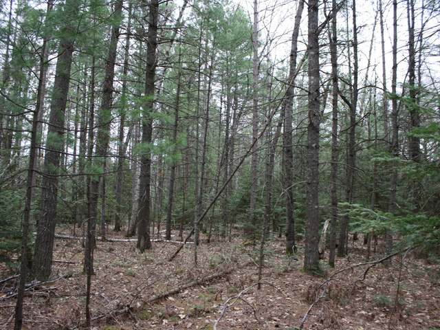 On Perch Lake Road, Unit LOT 2 Eagle River, WI 54521 - Photo 13 of 17 Gallery Image 13