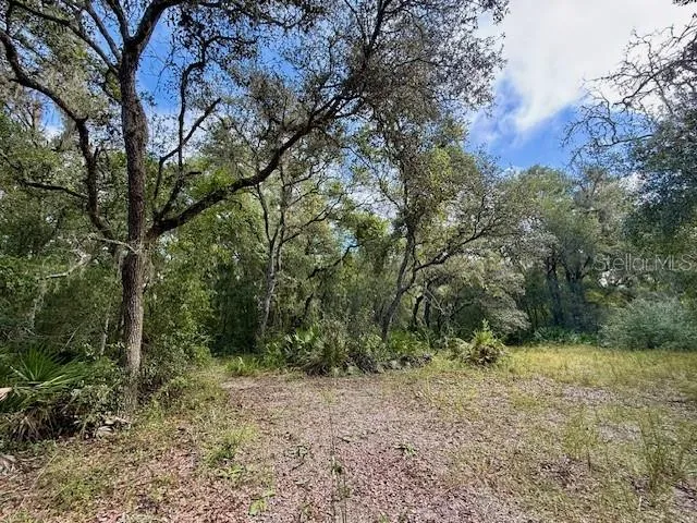 a view of a forest with trees in the background