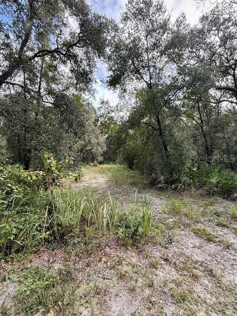 0 Gresham Road Webster, FL 33597 - Photo 11 of 18 a view of a forest with trees