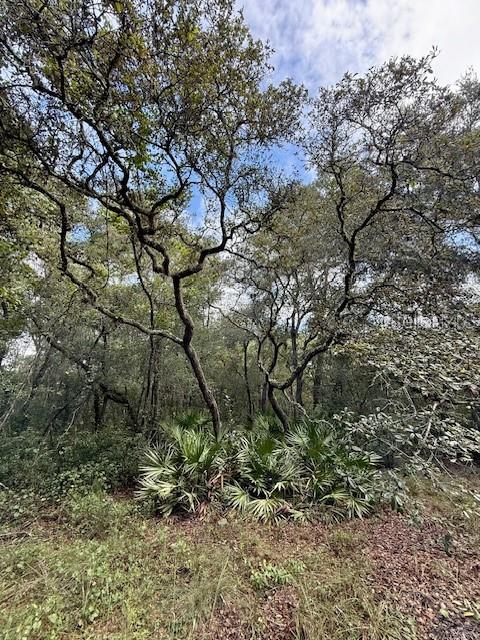 0 Gresham Road Webster, FL 33597 - Photo 14 of 18 a backyard of a house with lots of trees