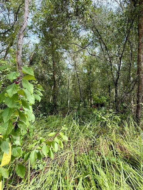 0 Gresham Road Webster, FL 33597 - Photo 15 of 18 a view of a garden