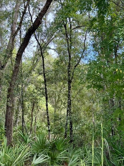 0 Gresham Road Webster, FL 33597 - Photo 17 of 18 a backyard of a house with lots of trees