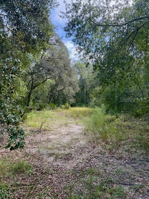 0 Gresham Road Webster, FL 33597 - Photo 2 of 18 a view of a yard with a tree