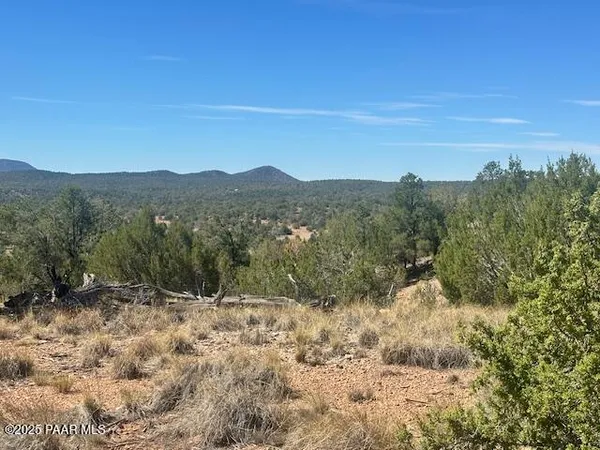 a view of a forest with trees in the background