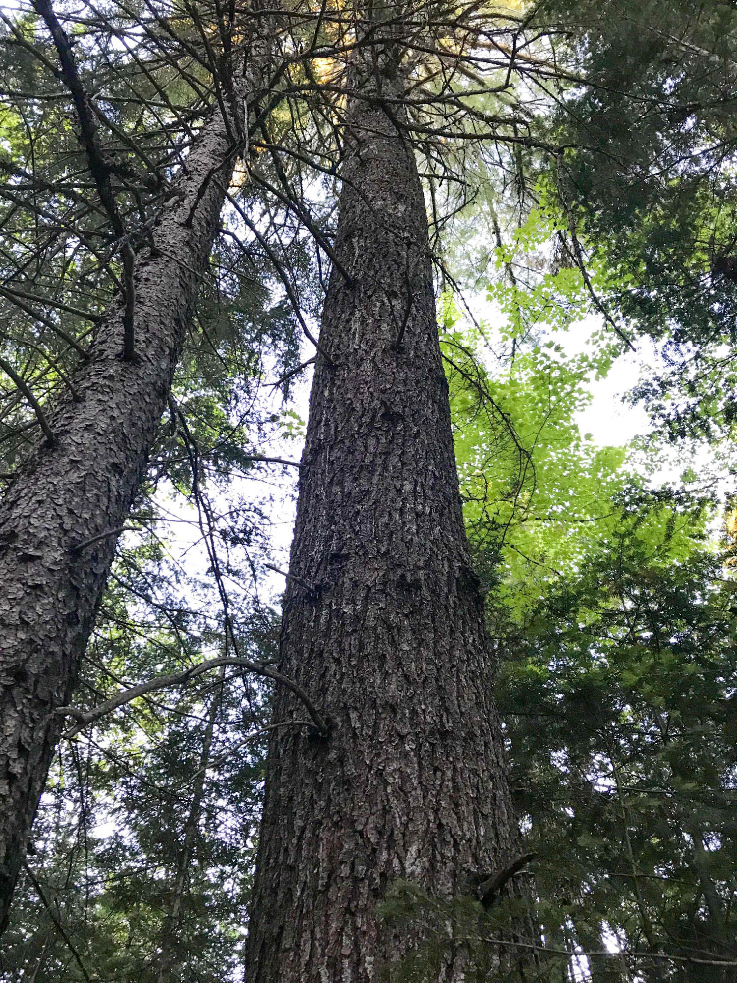 Lot 103 Deer Haven Road Wesley, ME 04686 - Photo 28 of 30 Very Tall