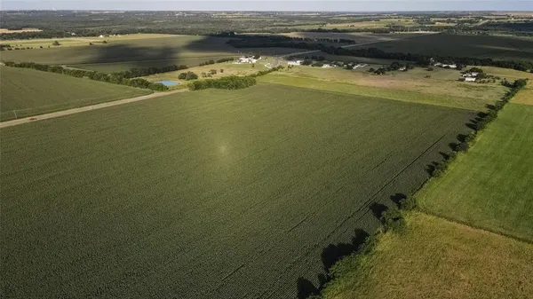 a close up of a plant