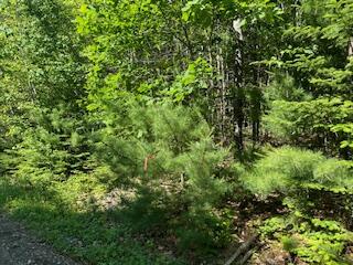 671 Stream Road Winterport, ME 04496 - Photo 5 of 47