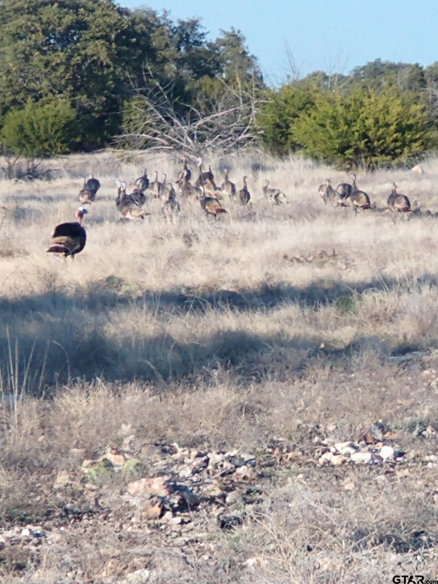 Lot 15 Contrary Creek Ranch Rocksprings, TX 78880 - Photo 19 of 48