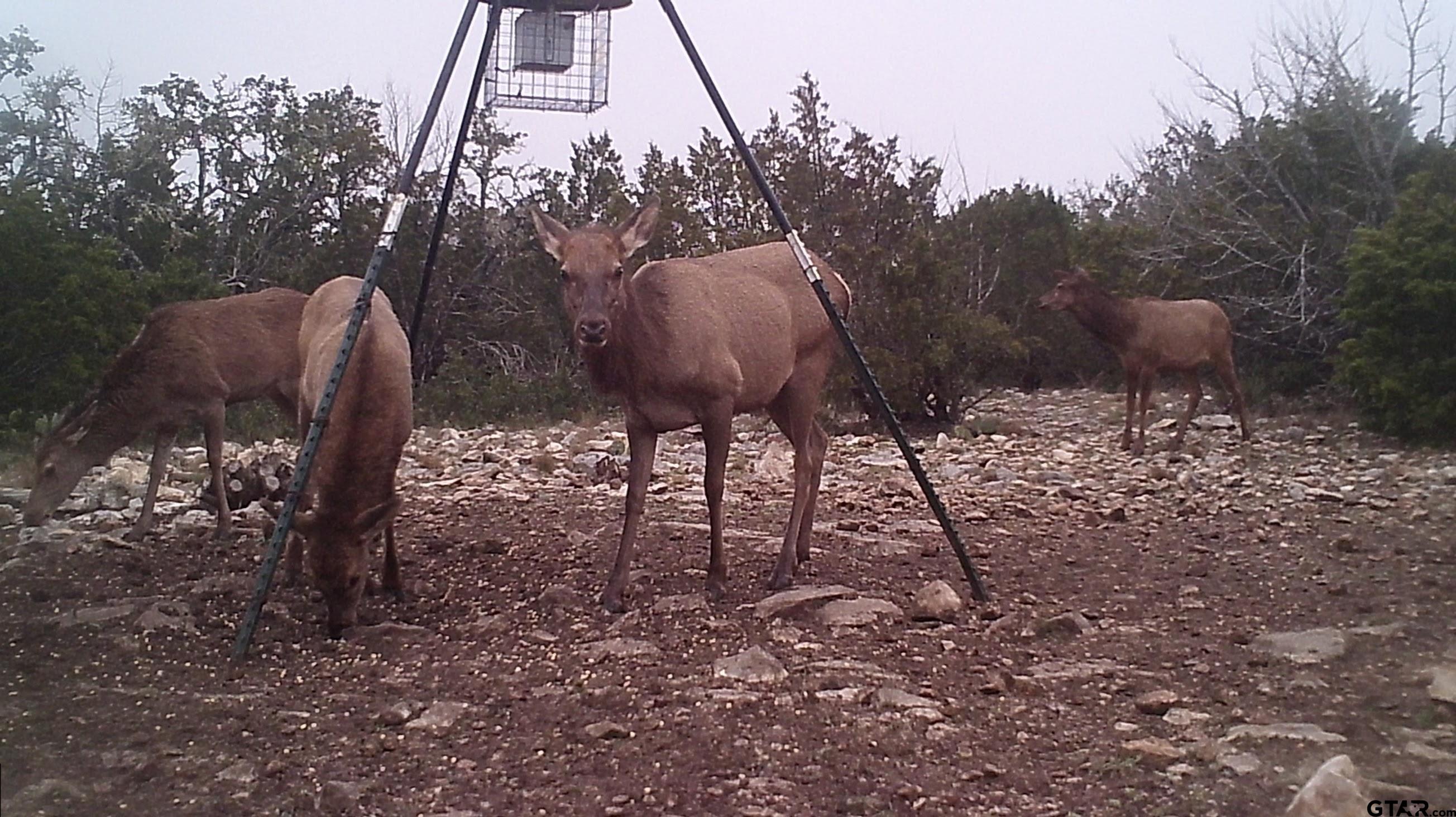 Lot 15 Contrary Creek Ranch Rocksprings, TX 78880 - Photo 22 of 48
