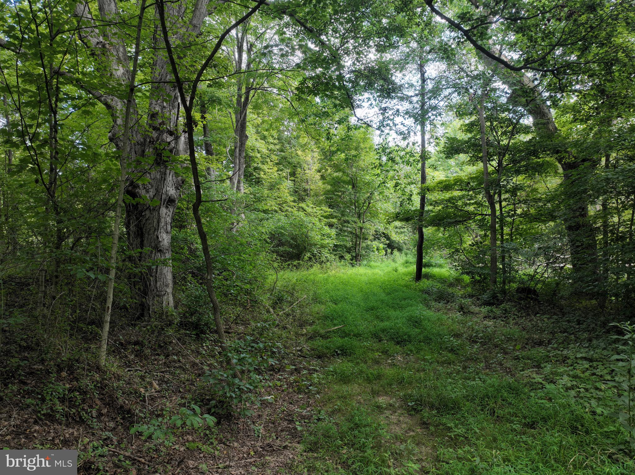 13900 Schellsburg Road Ellerslie, MD 21529 - Photo 55 of 59 a view of a forest with trees