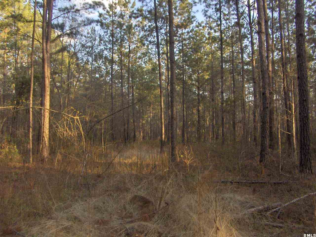 294 Crew's Cemetery Road Varnville, SC 29944 - Photo 4 of 5 Additional Photo