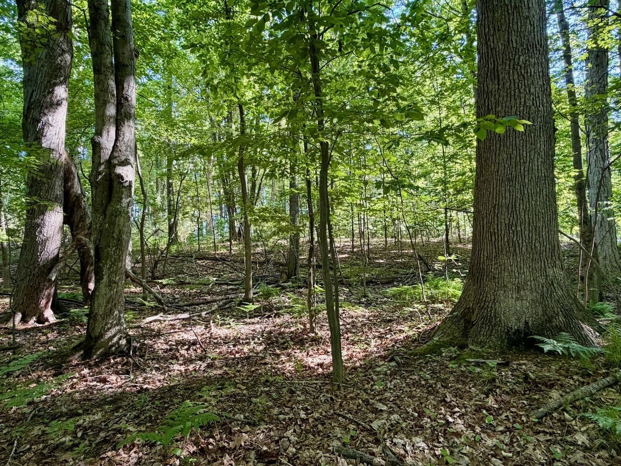 12385 Baumgartner Road St. Charles, MI 48655 - Photo 50 of 51