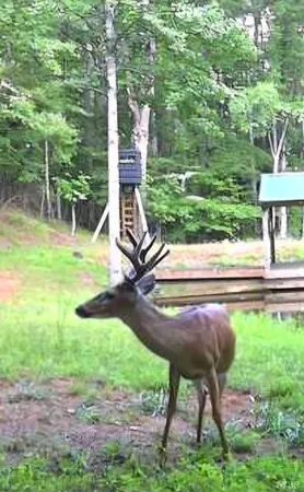 a view of outdoor space and yard