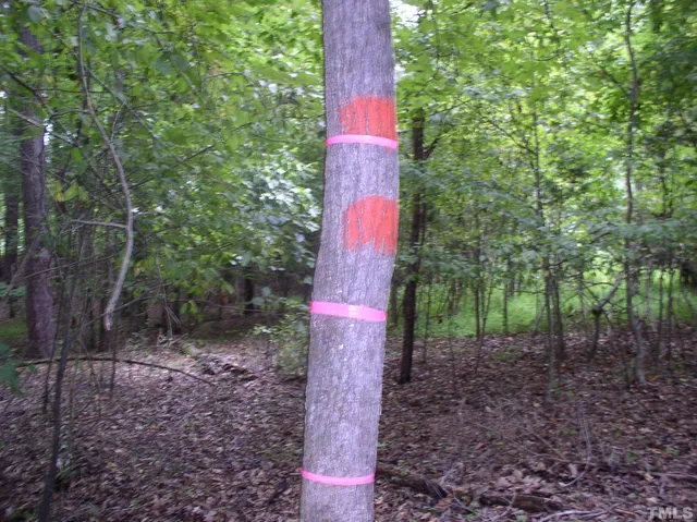 a view of a yard with plants