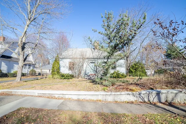 a street view with large trees