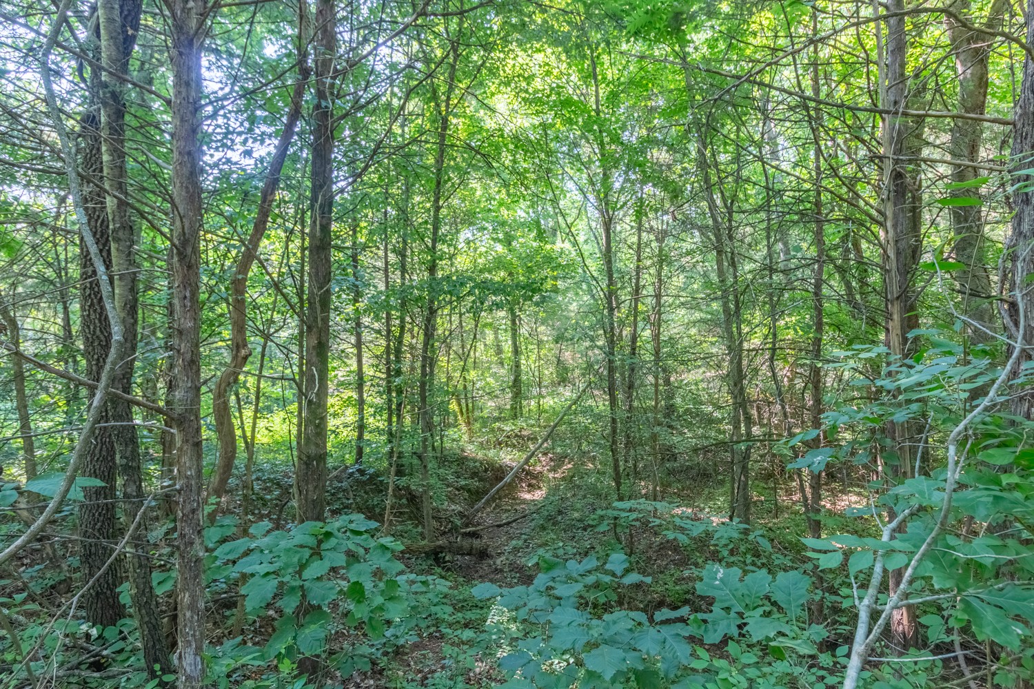 1 Snow Creek Road Santa Fe, TN 38482 - Photo 41 of 45 a view of forest