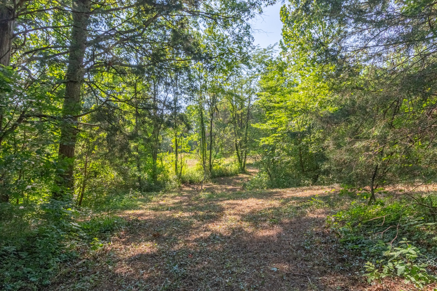 1 Snow Creek Road Santa Fe, TN 38482 - Photo 42 of 45 a view of backyard with green space