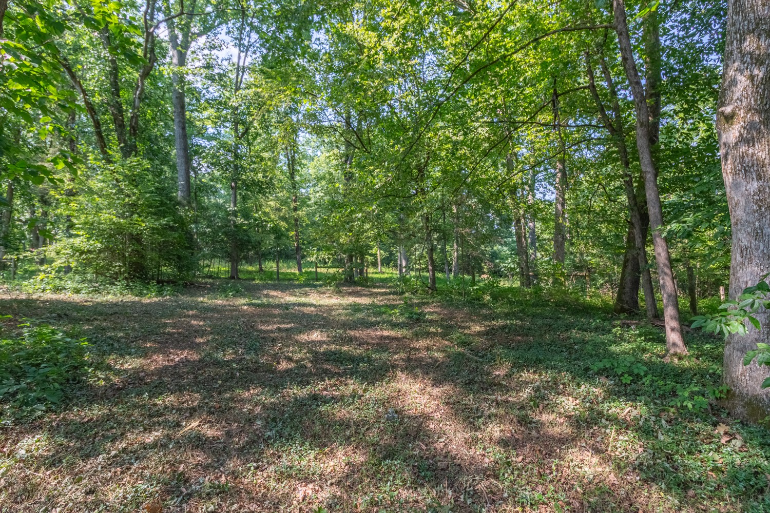 1 Snow Creek Road Santa Fe, TN 38482 - Photo 44 of 45 a view of outdoor space with trees all around