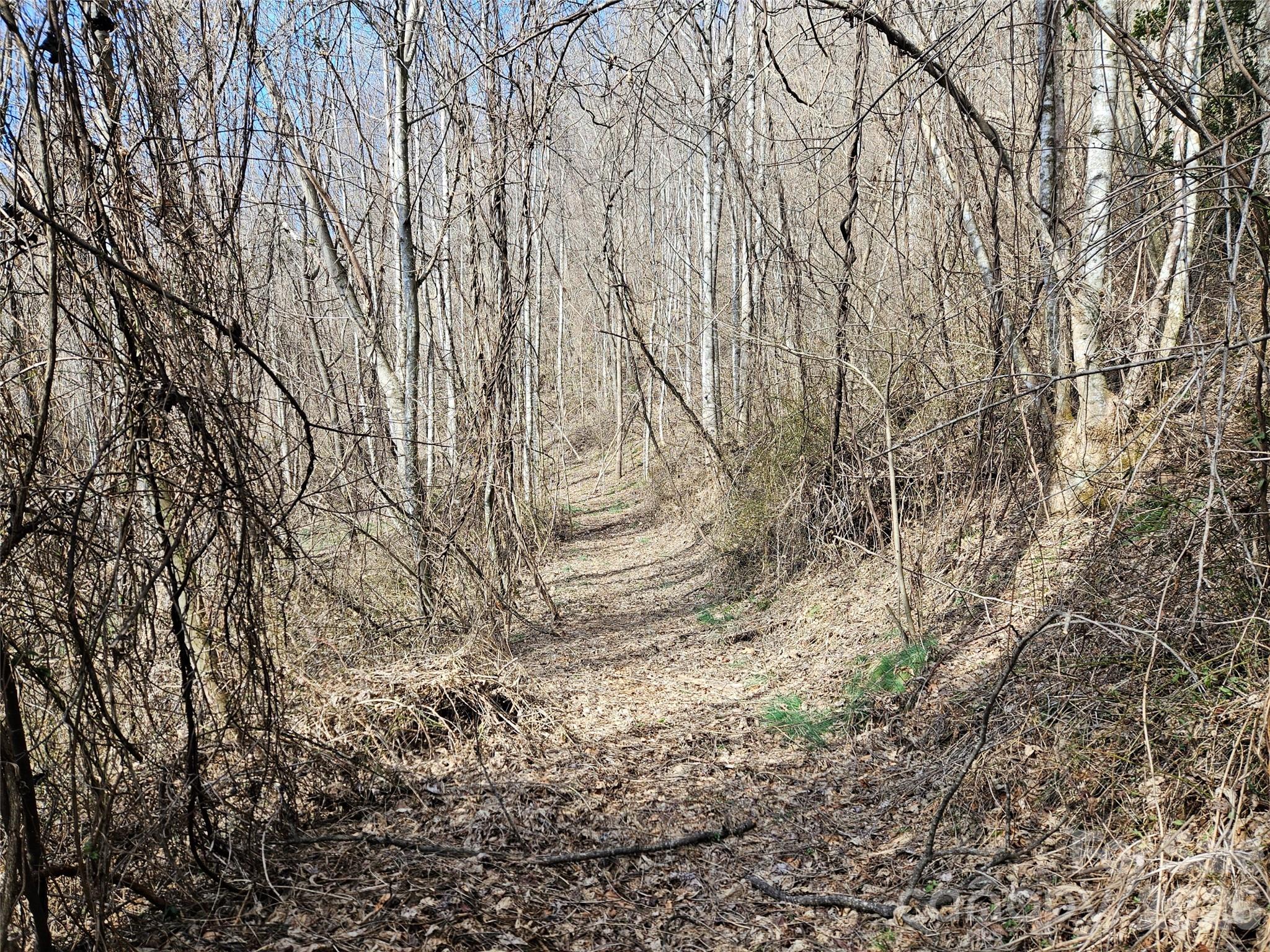 0 Woodfin Road Sylva, NC 28779 - Photo 3 of 8 a backyard of a house with lots of trees