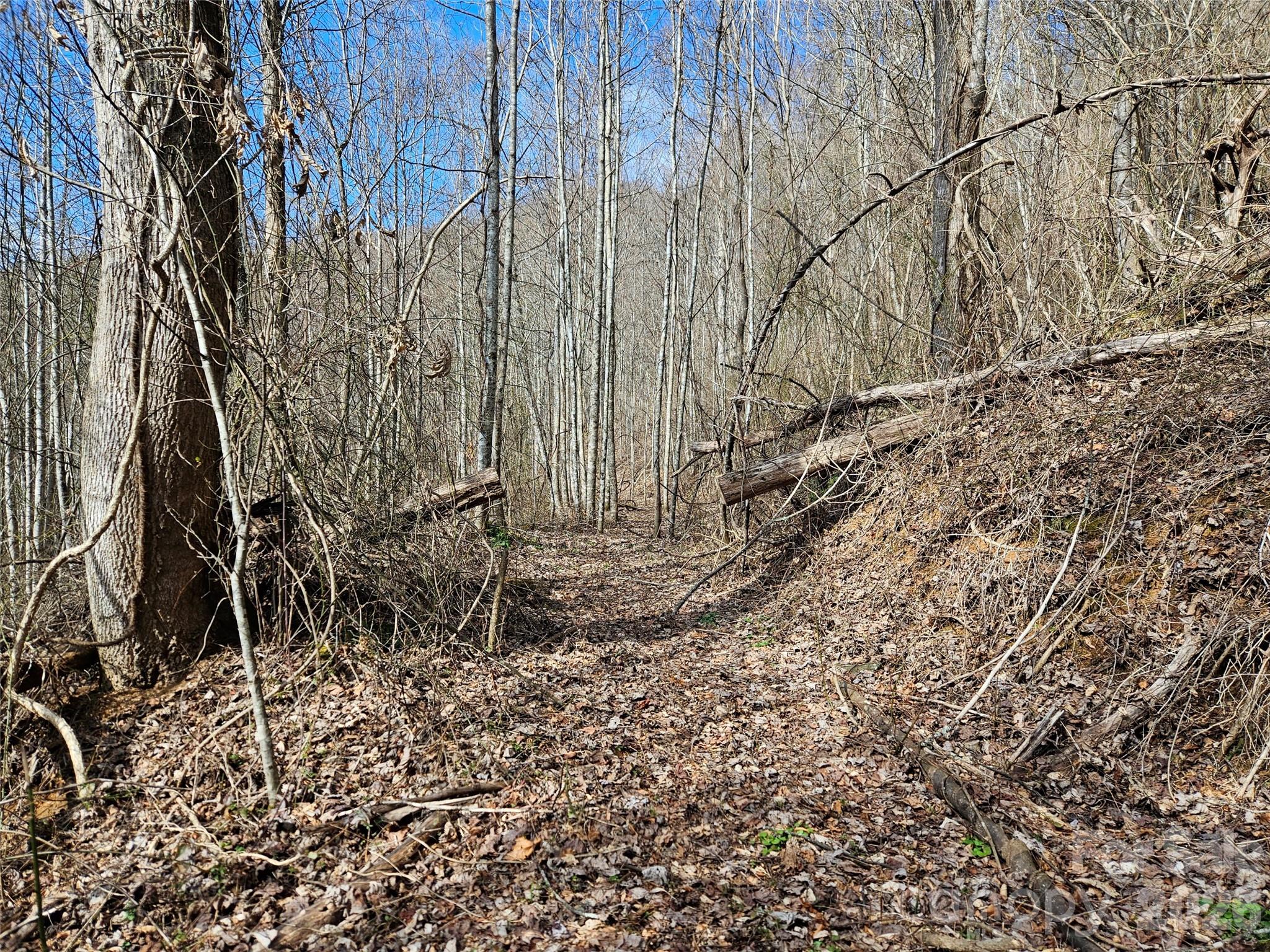 0 Woodfin Road Sylva, NC 28779 - Photo 5 of 8 a view of a yard with large trees