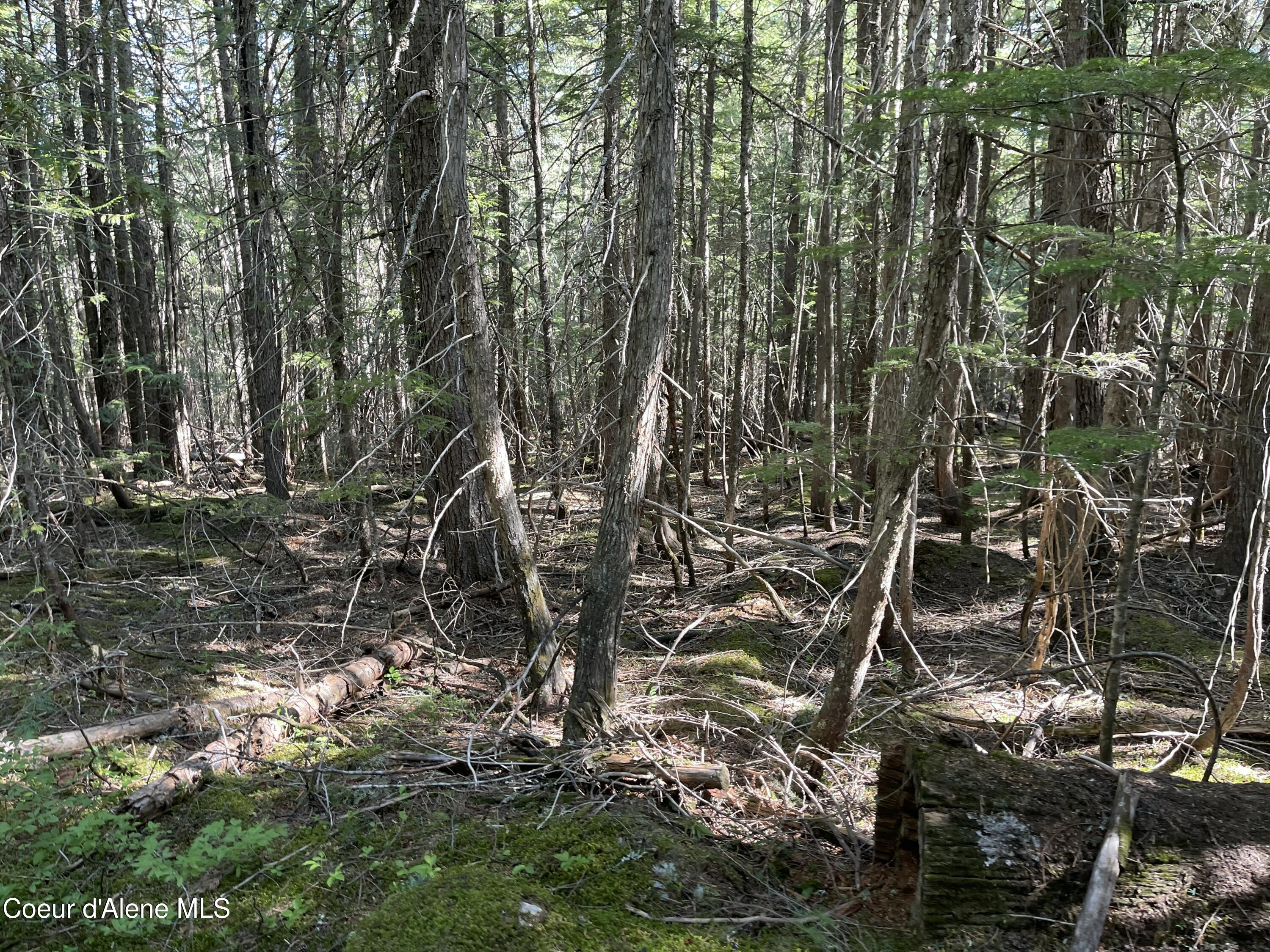 20-acres Canoe Pt Road Coolin, ID 83821 - Photo 24 of 34 Treed