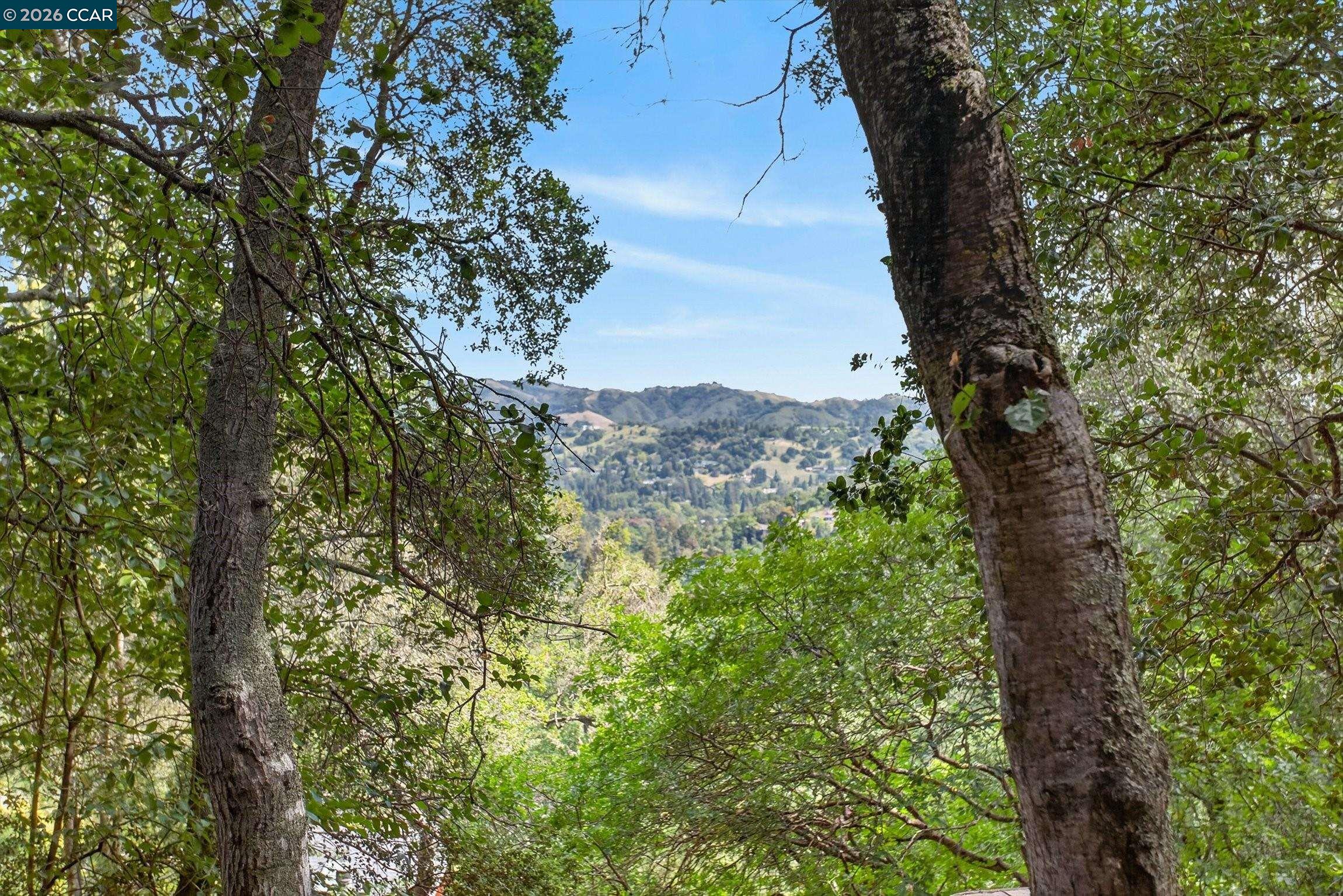 4105 Coralee Lane Lafayette, CA 94549 - Photo 38 of 43 a view of a forest with a tree