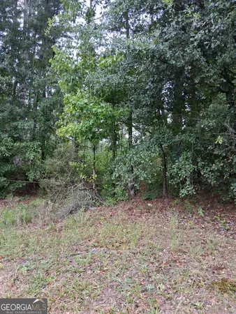 a view of a forest with trees in the background