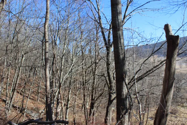 a view of a yard with a tree