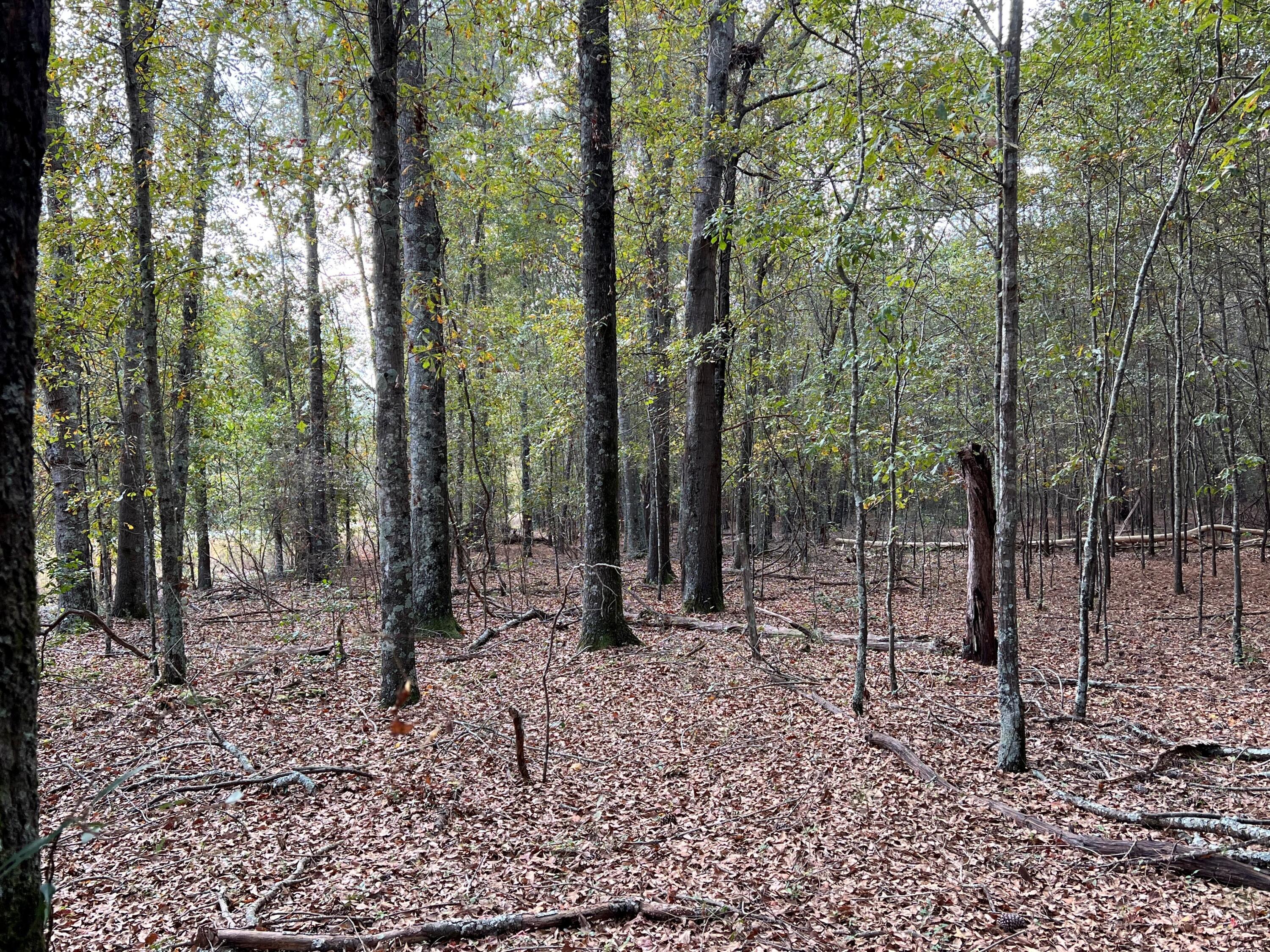 L5 Redbank Street, Unit 5 Wagener, SC 29164 - Photo 8 of 13