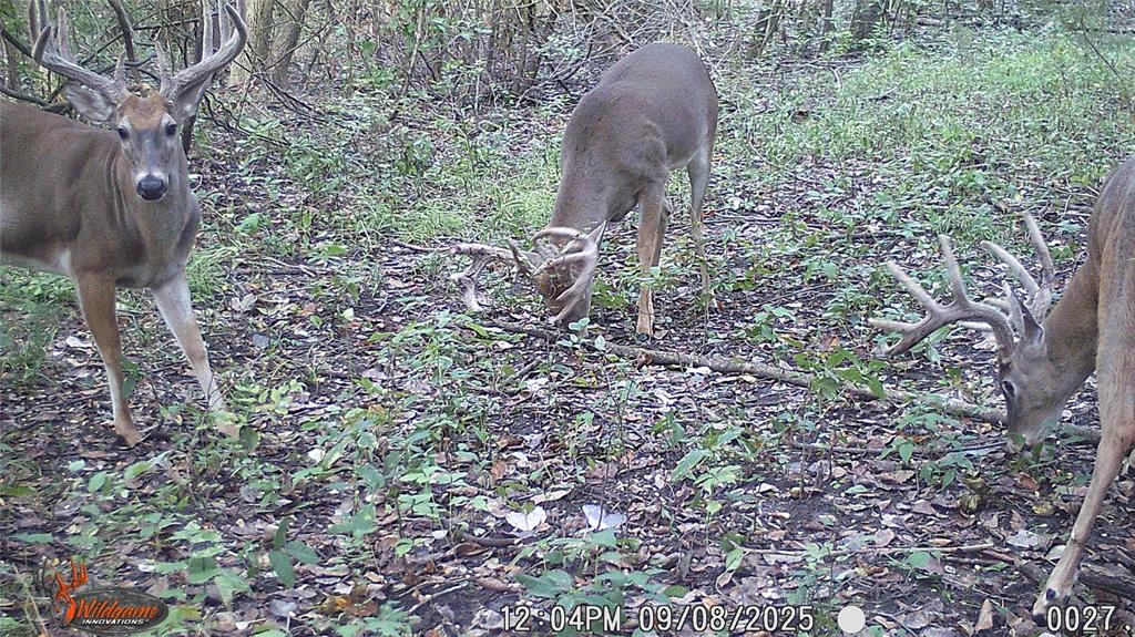 4640 Noell Road Van Alstyne, TX 75495 - Photo 29 of 34 a view of a yard