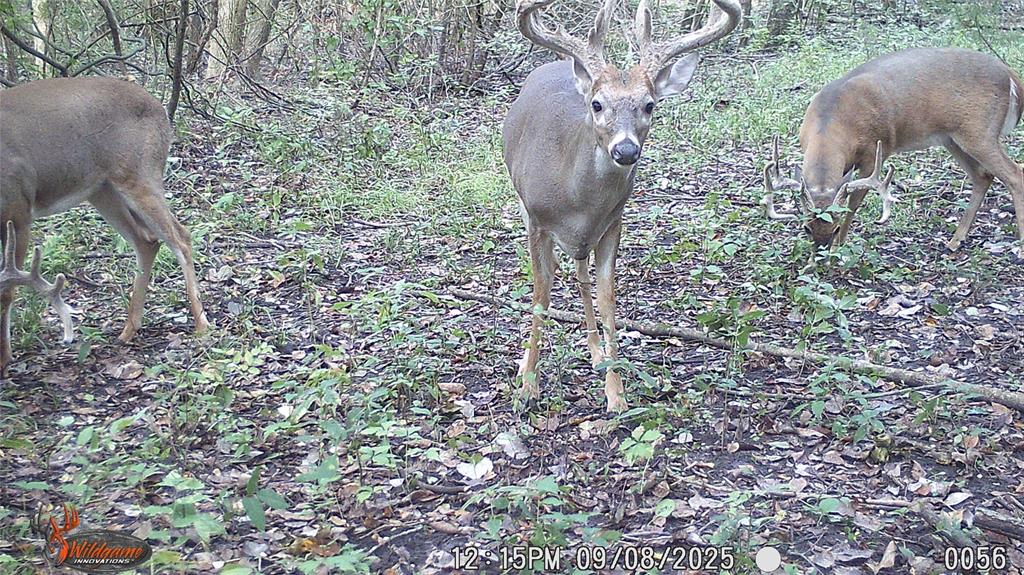 4640 Noell Road Van Alstyne, TX 75495 - Photo 30 of 34 a view of statue in the forest