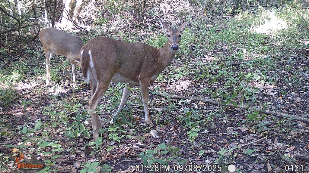 4640 Noell Road Van Alstyne, TX 75495 - Photo 31 of 34 a view of a yard