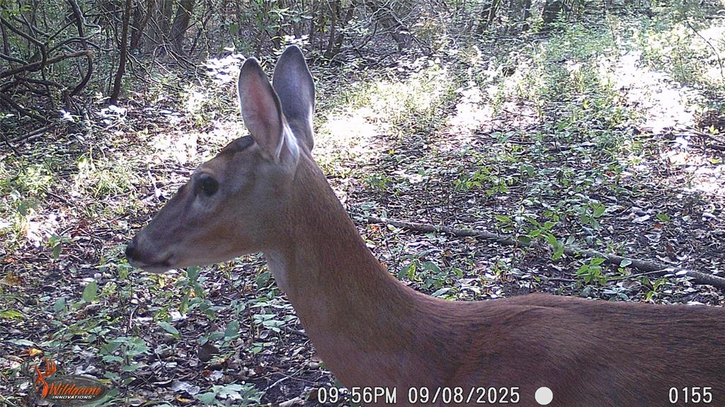 4640 Noell Road Van Alstyne, TX 75495 - Photo 33 of 34 a view of a yard