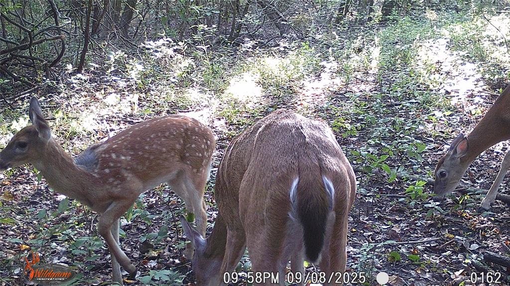 4640 Noell Road Van Alstyne, TX 75495 - Photo 34 of 34 a view of outdoor space and tree