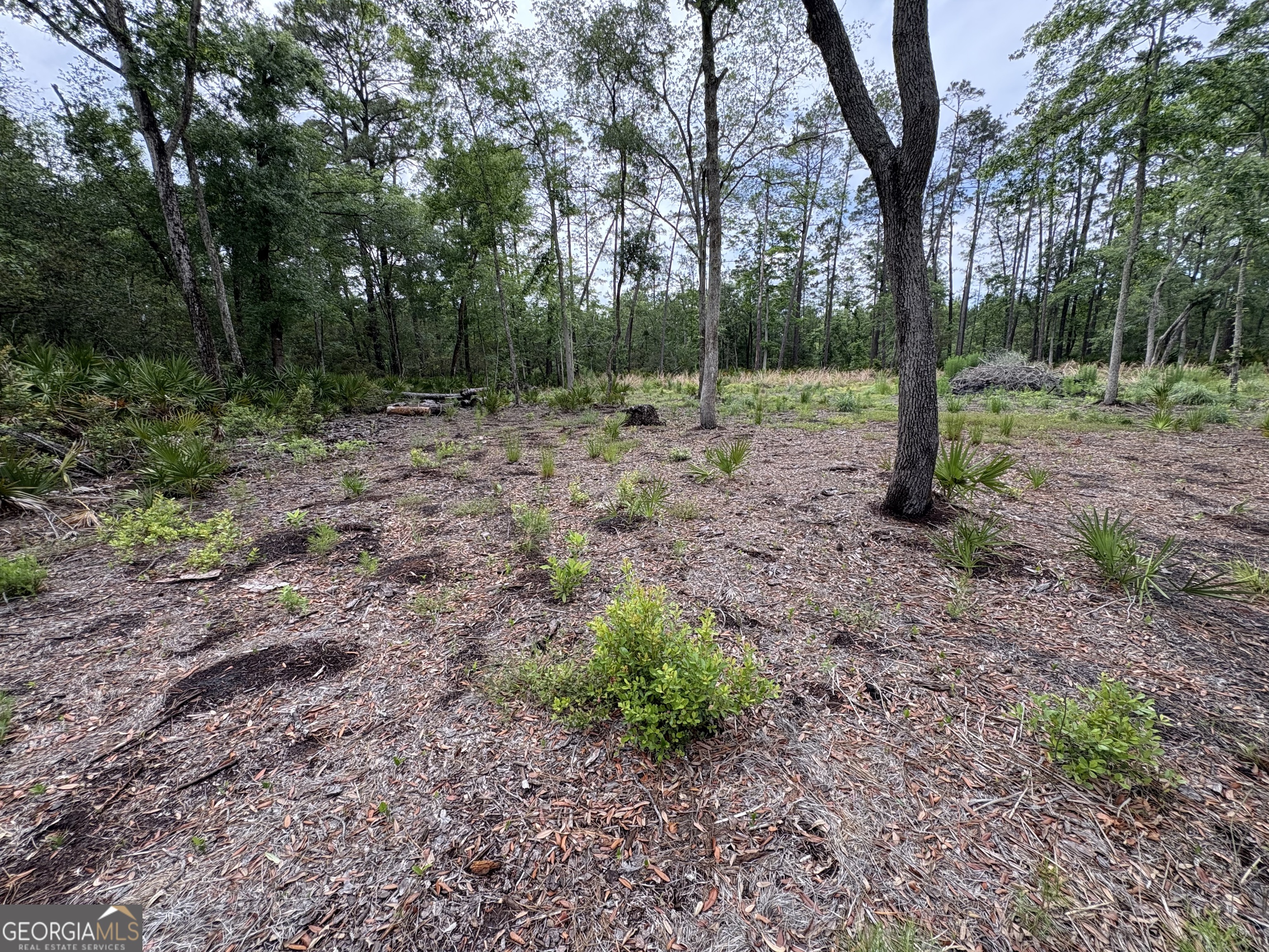 0 Piney Bluff Road Waverly, GA 31565 - Photo 1 of 8