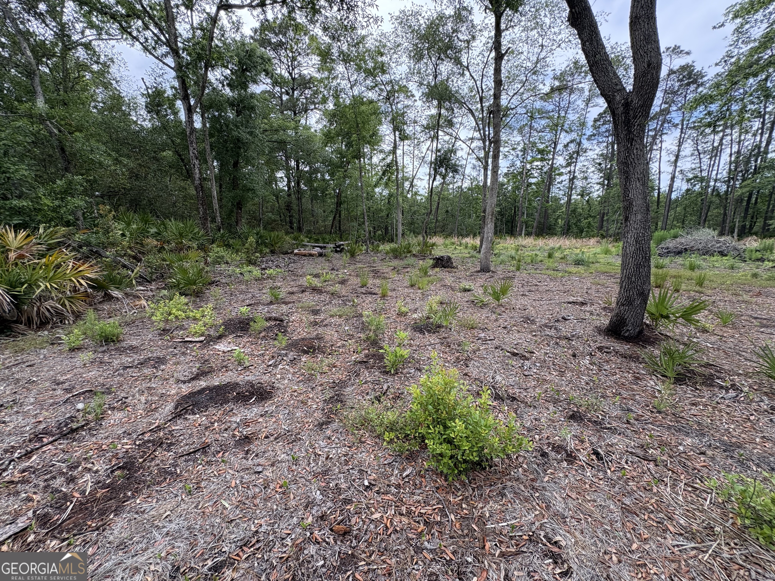 0 Piney Bluff Road Waverly, GA 31565 - Photo 3 of 8