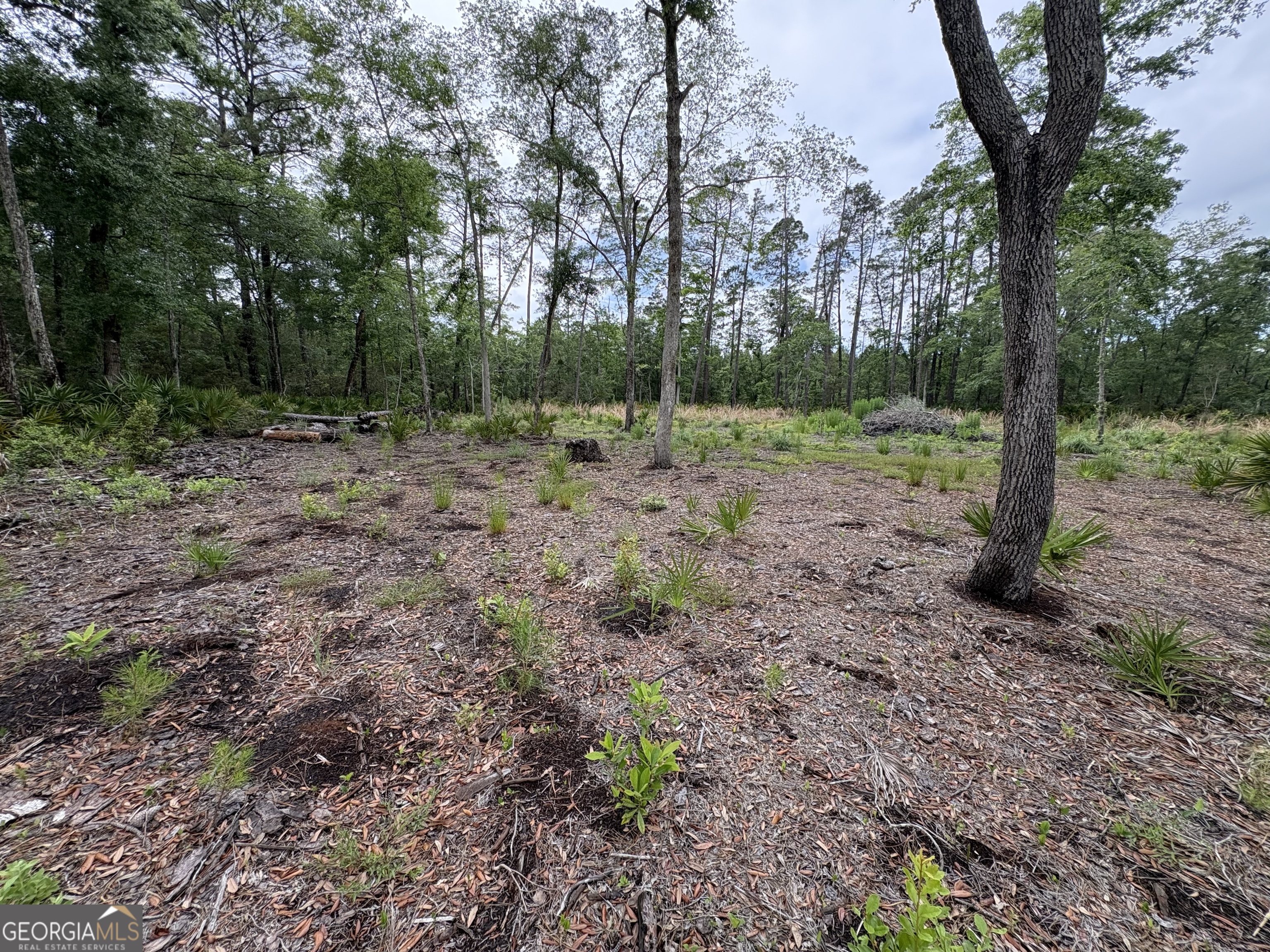 0 Piney Bluff Road Waverly, GA 31565 - Photo 4 of 8