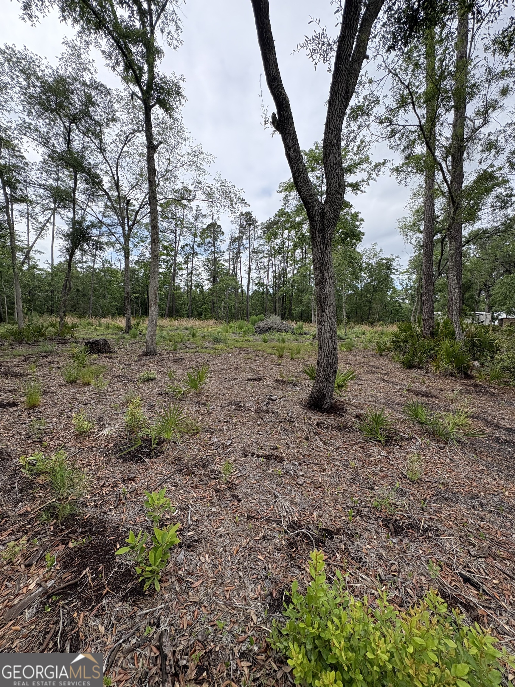 0 Piney Bluff Road Waverly, GA 31565 - Photo 5 of 8