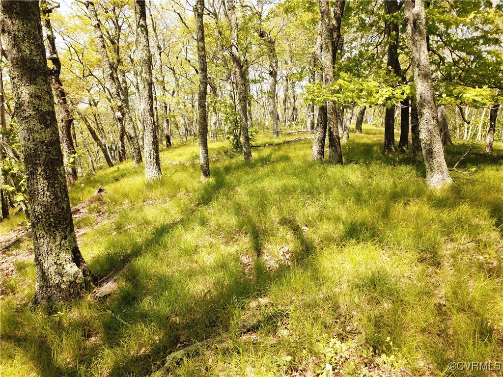 0 Jack Mountain Road Monterey, VA 24465 - Photo 18 of 21 a view of yard covered with trees