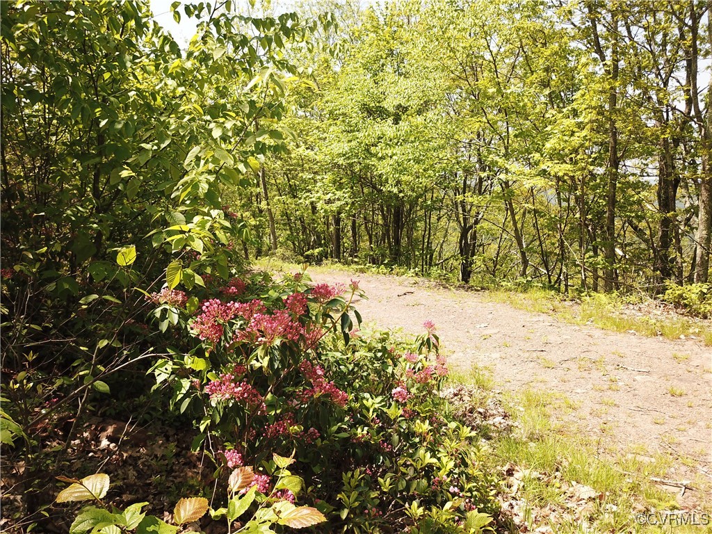 0 Jack Mountain Road Monterey, VA 24465 - Photo 20 of 21 a view of a yard with a tree
