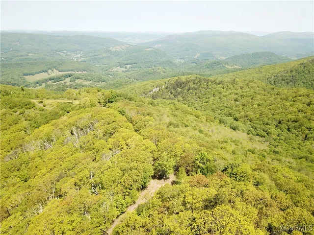 a view of a yard with plants and large trees