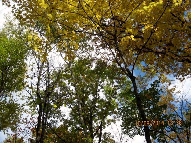 7-acres Sabinois Point Road Pelican Lake, WI 54463 - Photo 2 of 19 Gallery Image 2