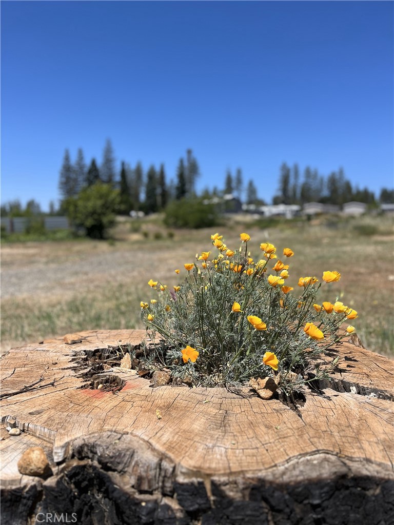 Beautiful poppies in middle of property