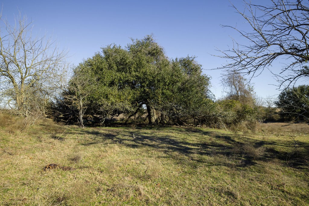 Tbd Mockingbird Road Brenham, TX 77833 - Photo 4 of 10 a view of a yard with a tree