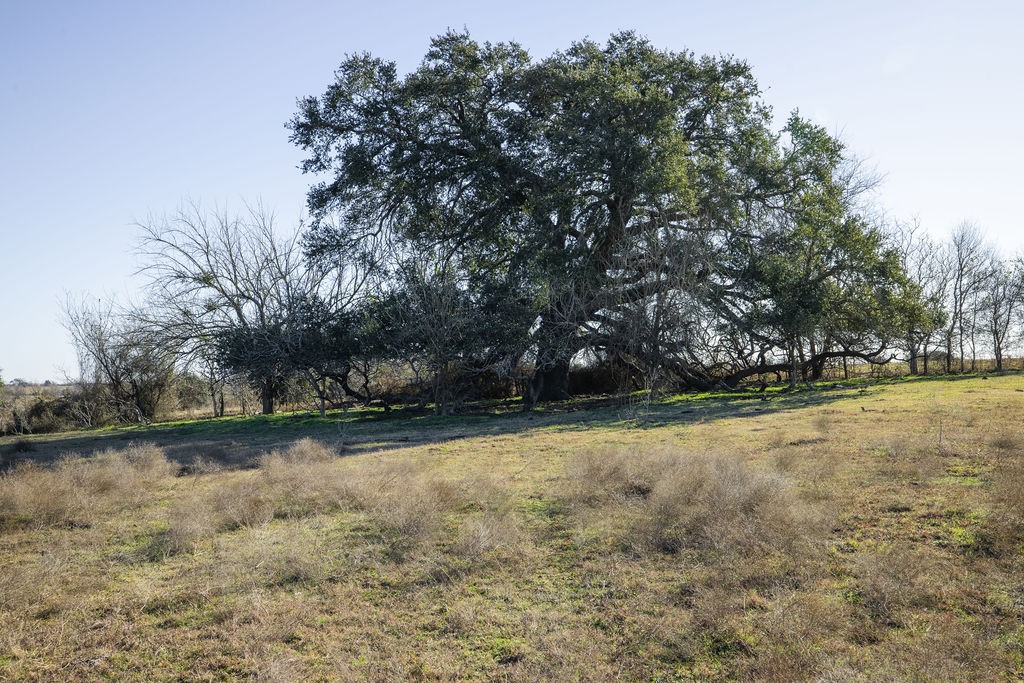 Tbd Mockingbird Road Brenham, TX 77833 - Photo 5 of 10 a view of a yard