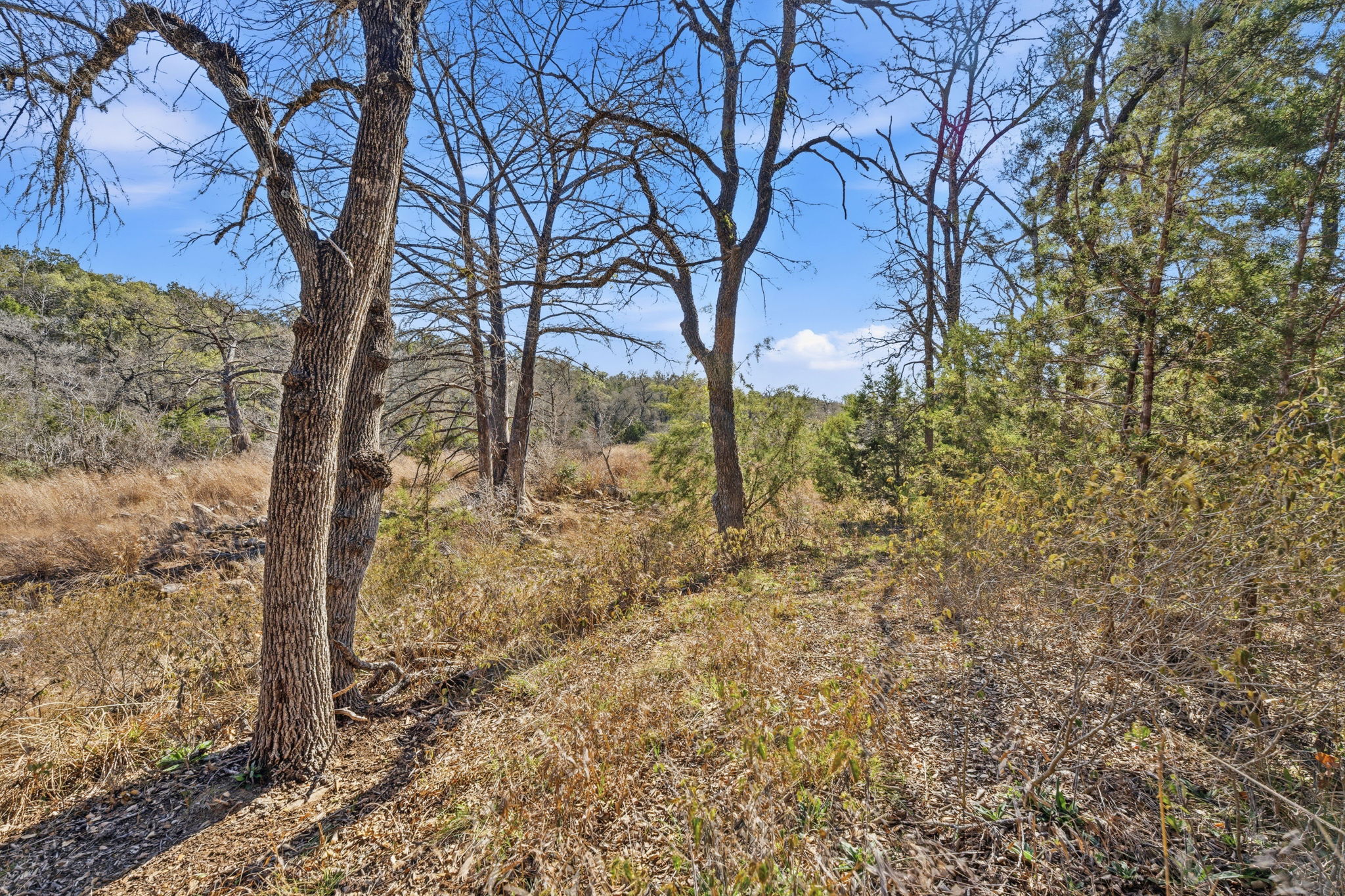 1081 Clark Cove Road Buda, TX 78610 - Photo 20 of 29 View of tree filled area