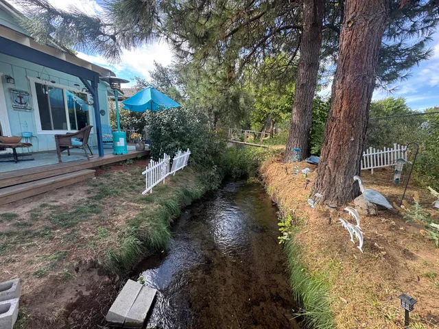 a view of a yard with plants and a large tree