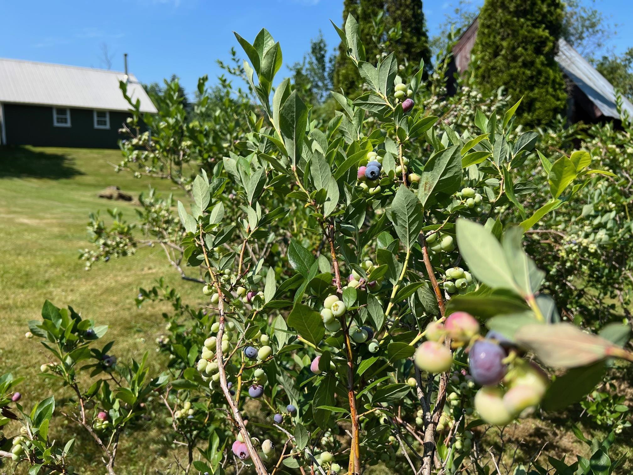 1245 Burbee Pond Road Windham, VT 05359 - Photo 31 of 39