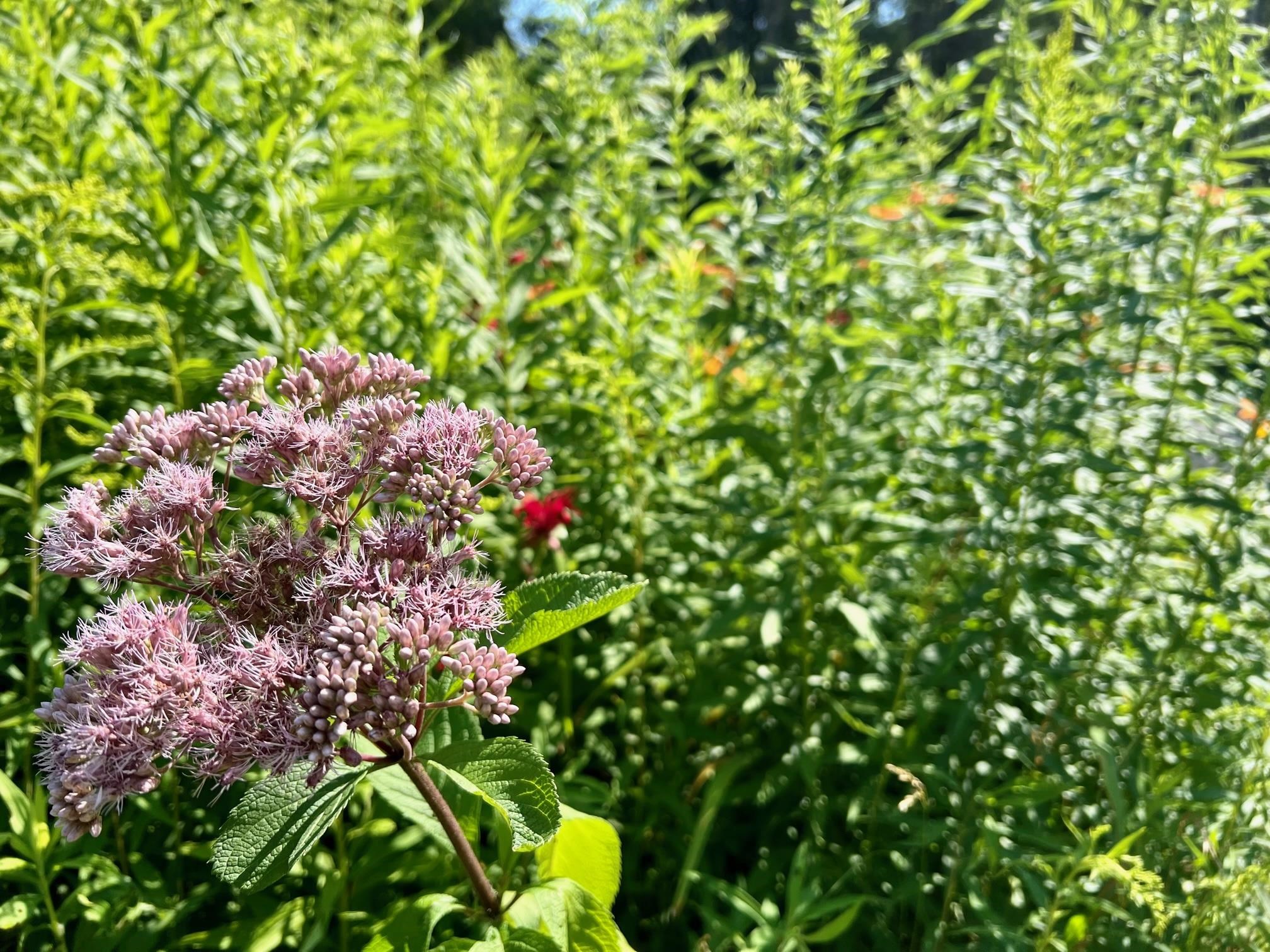 1245 Burbee Pond Road Windham, VT 05359 - Photo 35 of 39
