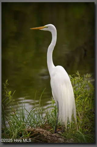 $619,000 | 111 Jade Street, Beaufort, NC 28516